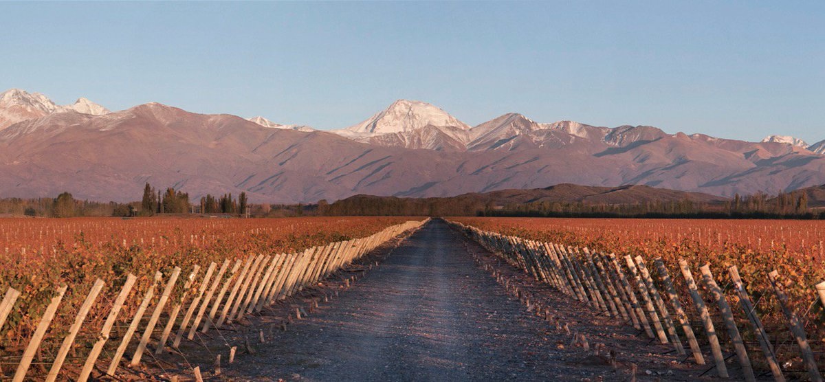 Argentina Vineyards Banner