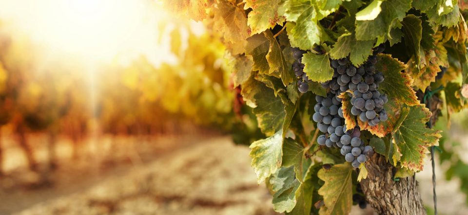 Imagen 2 de Bodega Estancia Mendoza
