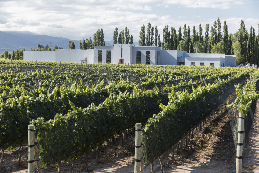 Banner de Bodega Foster Lorca