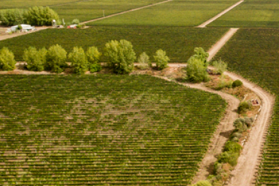 Imagen 3 de Bodega Foster Lorca