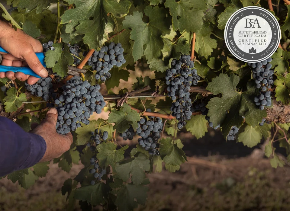 Imagen 3 de Bodegas Bianchi