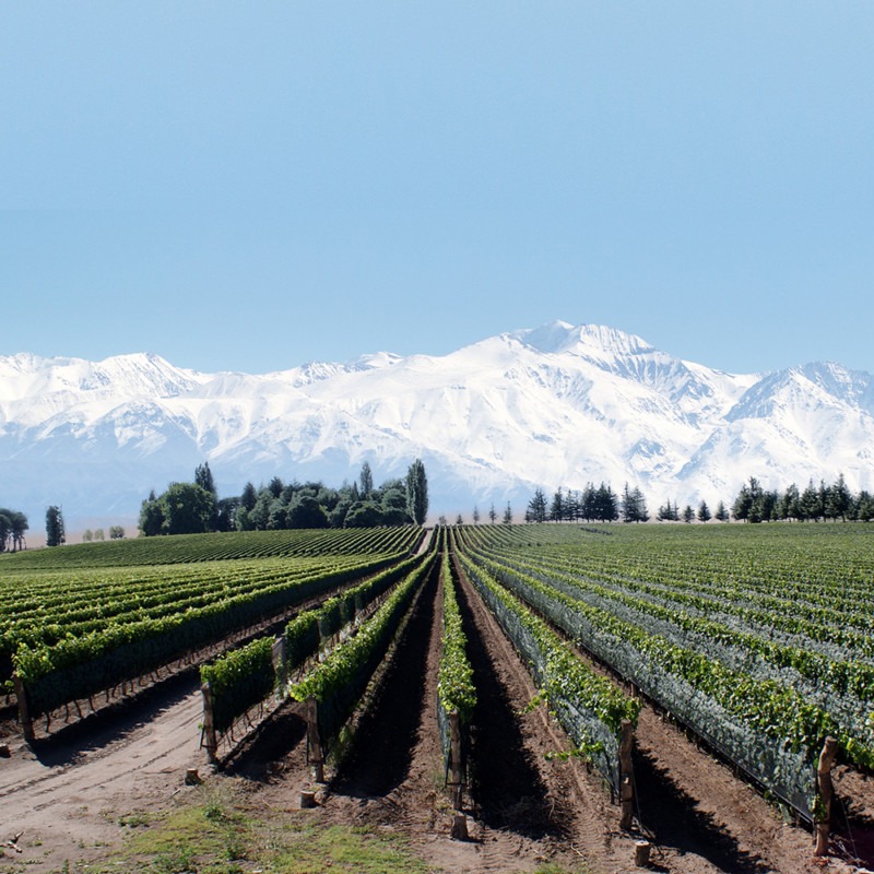 Banner de Falasco Wines