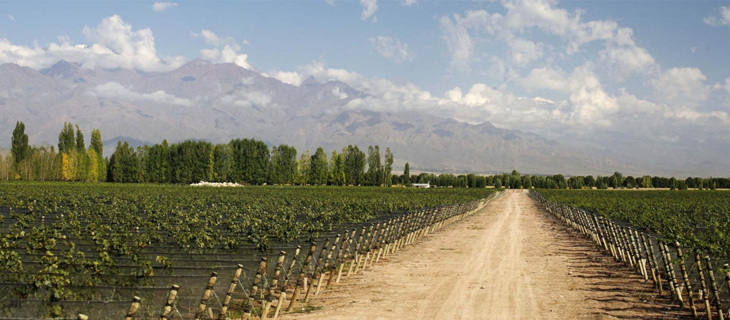 Banner de Mascota Vine Yards