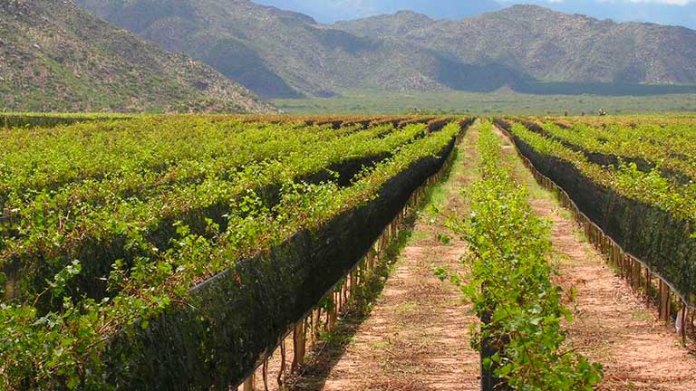 Viñedos de La Rioja