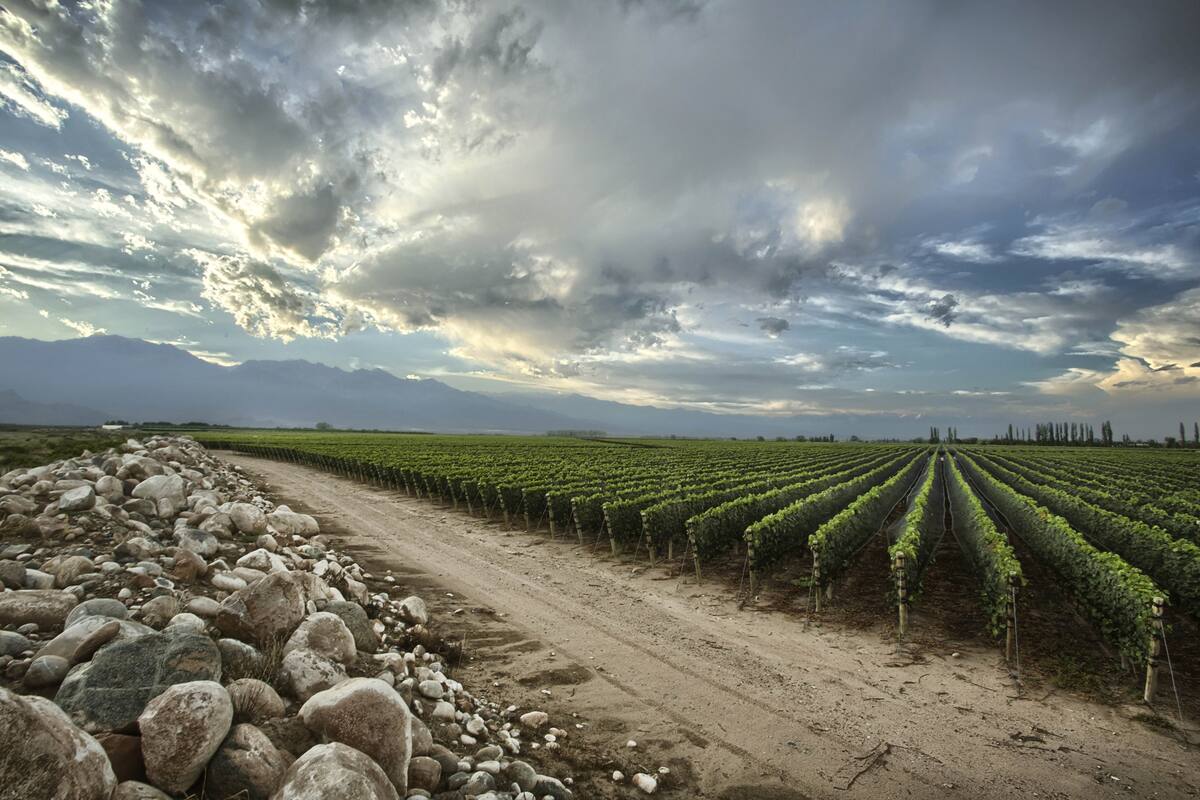 Viñedos de Mendoza