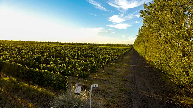 Viñedos de Neuquén